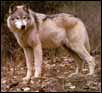 Grey Wolf in Autumn Forest